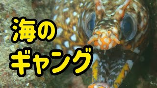 海のギャング！ウツボ