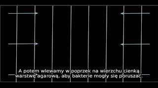 Jak bakterie rozwijają oporność na antybiotyki