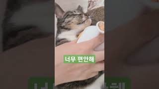 빗질이 너무 좋은 고양이