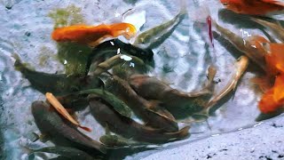 I Found Strange Ornamental Catfish, frog, Betta Fish, Guppy Fish | Catfishing, koi, tetra glofish