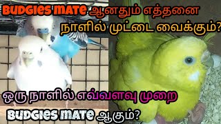 How many days to lay the eggs after budgies mating in தமிழ்
