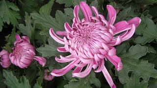 The Life of Chrysanthemum｜Planting Growing and Harvesting Chrysanthemum in Modern Agriculture