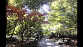 初冬の平林寺散策.