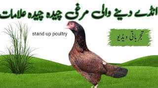 Main symptoms of hen laying eggs/انڈے دینے والی مرغی کی علامات [stand up poultry]#aseelfarming