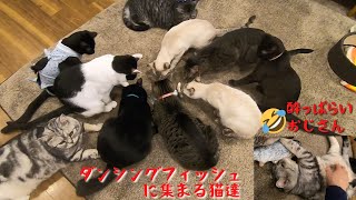 動く魚のおもちゃダンシングフィッシュを初めて保護猫カフェで見せると大変なことに（森のねこ舎）