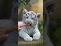 Adorable Baby Tiger Wants to Drink Milk  #shorts