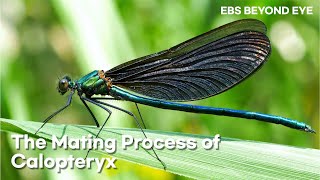 🐛 The Mating Process of Calopteryx