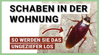 Schaben in der Wohnung – was Sie gegen das Ungeziefer tun können