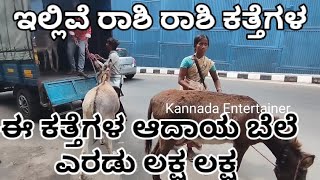 ಕತ್ತೆ ಹಾಲಕ್ಕೊ ಕತ್ತೆ ಹಾಲು..|ಒಂದು ಕತ್ತೆ ಬೆಲೆ ಏಷ್ಟು ಗೊತ್ತಾ..?|