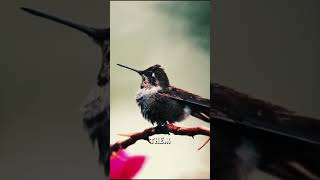 The Only Bird That Can Hover Like a Helicopter!  #facts#hummingbird #birds #shorts #shortvideo #bird