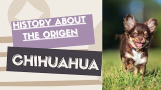 Chihuahua dog history #chihuahua #teacupchihuahua