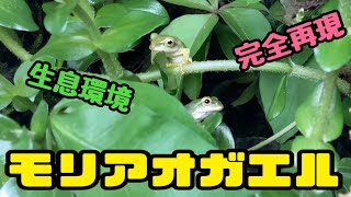 【アクアテラリウム】モリアオガエルの飼育レイアウト🏡 自然の生息環境を再現してみました☘️【餌付けあり】