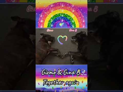 Gizmo & Gina B Together Again Xxx Absolutely Heartbroken - YouTube