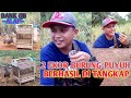 MIKAT BURUNG PUYUH HUTAN || PIKAT PUYUH