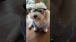 Sharp dressed man! Murphy the Maltipoo #dog #maltipoo #puppy #shorts #shortsfeed