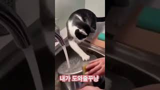 설거지 도와주는 냥이 #유머 #웃긴영상 #재미 #funny