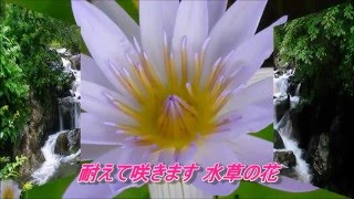 倖せの花／三代沙也可／カバー曲 ekubo888