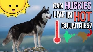 Can Huskies Live In Hot Weather? (Siberian Huskies In Hot Climates)