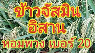 ข้าวจัสมินอิสาน (หอมพวง เบอร์ 20 ) 🌾🌾 สนใจพันธุ์ข้าว 0899428684