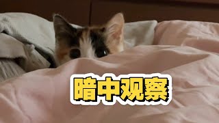 铲屎官干活闪了腰 小奶猫趁机蹬鼻子上脸