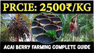 Acai Berry Farming - Complete Guide