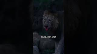 Asli Sher 🦁 the king lion #lion #animals #shortvideo #viral