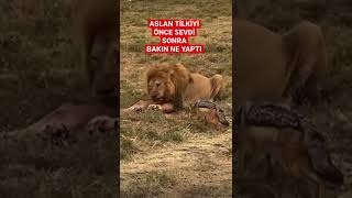 Aslan tilkiyi önce sevdi sonra bakın ne yaptı #shorts #short #aslan #belgesel #hayvan