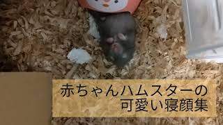 赤ちゃんハムスターの可愛い寝顔集