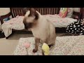 Cat toy Sucker Spring| #siamese_cat