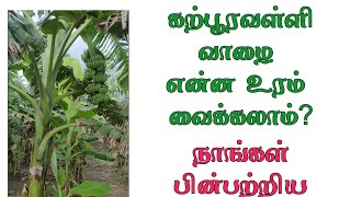 கற்பூரவள்ளி வாழை என்ன உரம் வைக்கலாம்? - நாங்கள் பின்பற்றிய முறை