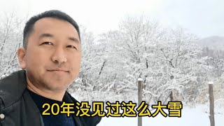 东北暴雪，北大荒原始森林20年来最大的一场雪，从县城到山里，雪景真漂亮【东北林区艾三】