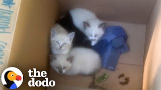 Dad Finds A Box Of Kittens Outside And Brings Them All In... | The Dodo