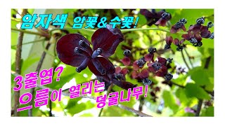 [꽃들의 속삭임] '삼엽으름덩굴'~ 암자색 암꽃 \u0026 수꽃이 함께 피는 나무!