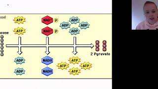 3.1.6b Glycolysis