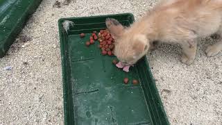 【ネコ】😺 飼育放棄された野良ネコの赤ちゃんにカマキリをやってみた結果がまさかの・・・