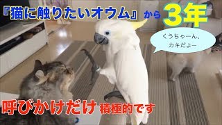 『猫に触りたいオウム』からおおよそ３年（呼びかけだけ積極的になりました）