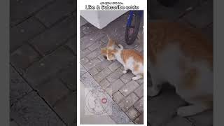 ගහගන්න එපා | Funny Cats | 🙀🙀| අම්මෝ මේ පූස් පැටව්ගේ විසේ #funny #trending