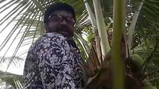 ഈ തെങ്ങു കയറ്റം കണ്ടു നോക്കു..watch funny coconut climbing video..