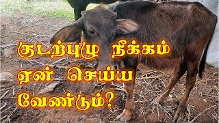 கால்நடைகளுக்கு பூச்சி மருந்து ஏன் || எப்படி கொடுக்க வேண்டும் ||  DEWORMING SCHEDULE FOR LIVESTOCK