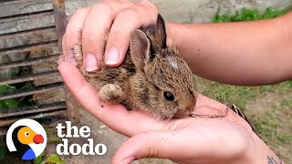 Family Of Tiny Bunnies Rescued From Storm Grate | The Dodo