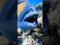 Titan Trigger Fish eating a Sea Urchin