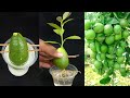 How to grow Lemon tree step by step at home || propagate Lemon tree with Aloe vera and water