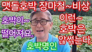 맷돌호박~장마철에 안썪는 호박/옆으로 누운호박/배꼽이 하늘보고 누운호박/꼭지가 하늘보고 누운호박 #참샘골호박농원