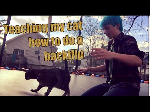 Teaching my Cat how to do a Backflip Teaching my Cat how to do a Backflip
