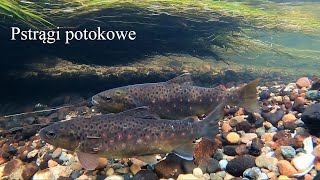 Pstrągi potokowe, początek tarła. Brown trout, the beginning of spawning