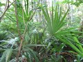 Palm trees grow wild in a Canadian Forest