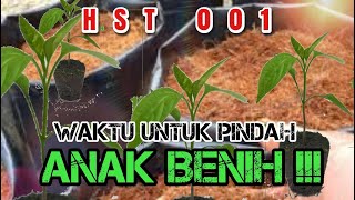 HST 001 [ HARI PERTAMA MEMINDAHKAN ANAK BENIH CILI BARA ]