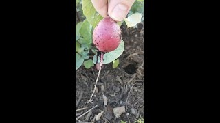 Mini Harvest: Picking fresh ingredients from the garden