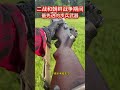 m1加兰德步枪（m1 garand）二战和朝鲜战争期间，最先进的步兵武器 科普 二战 朝鲜战争 步兵武器 分享