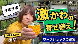 ちまちま多肉激かわ寄せ！ワークショップの復習に多肉植物を寄せ植え！#多肉植物